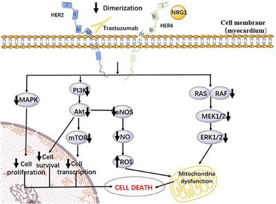 The Research Progress of Trastuzumab-Induced Cardiotoxicity in HER-2-Positive Breast Cancer Treatment